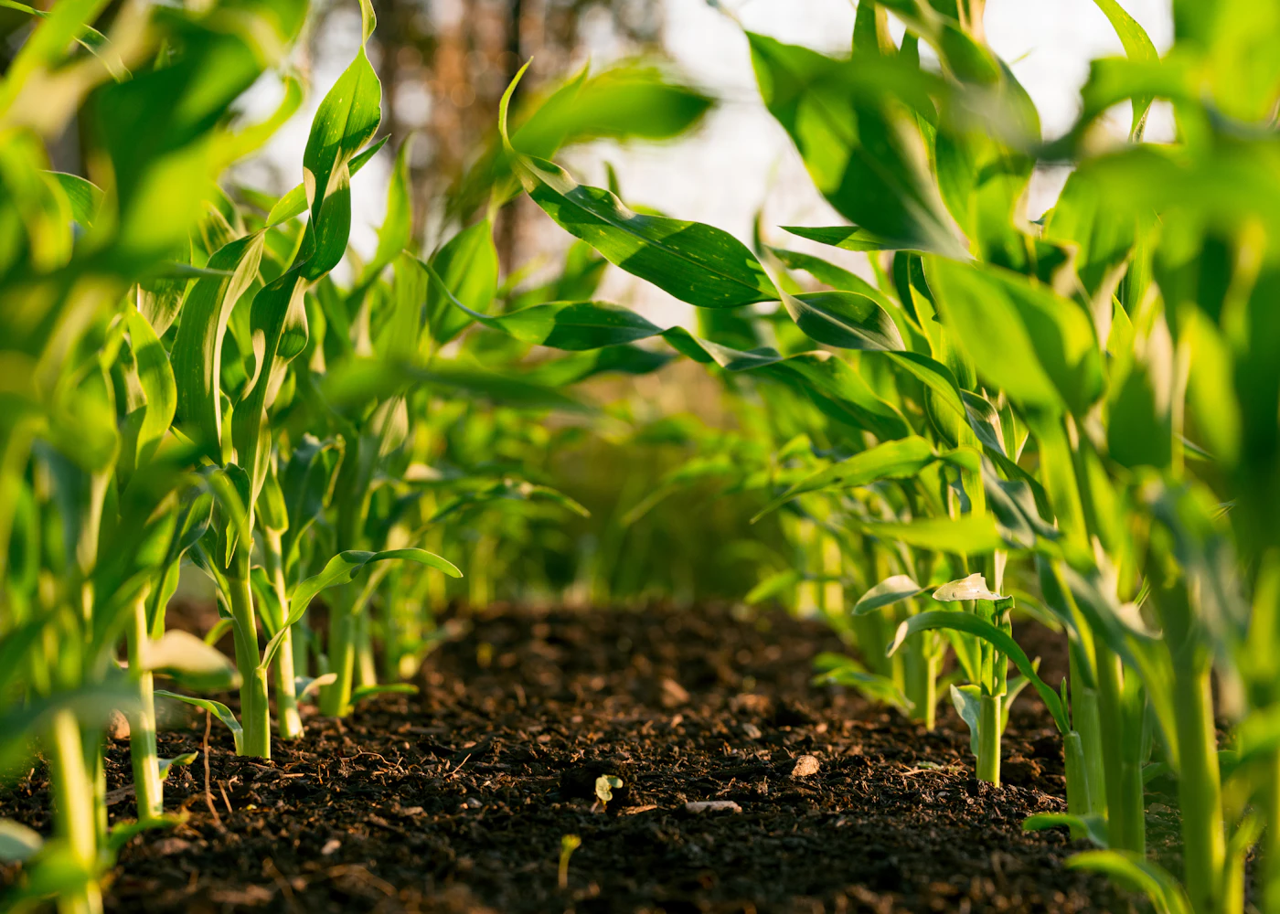 Paysage agricole, visuel illustratif des filières de produits